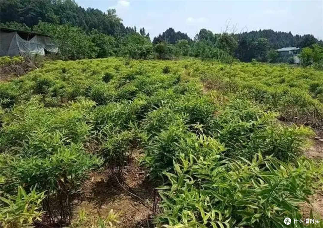 平价即食黄精横向评,正宗黄精多少钱一斤?对标九华山黄精