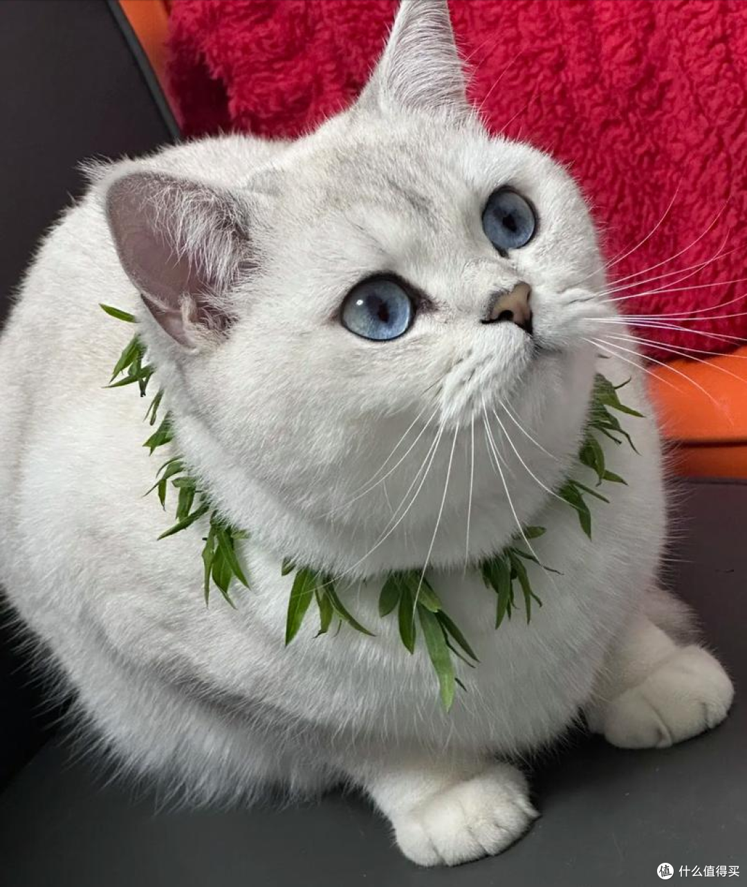猫狗关节养护吃什么好?2026年7月宠物软骨素推荐