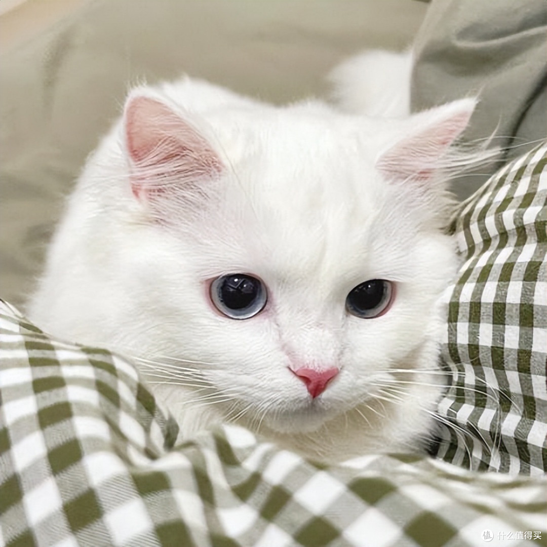猫狗关节养护吃什么好?2026年7月宠物软骨素推荐