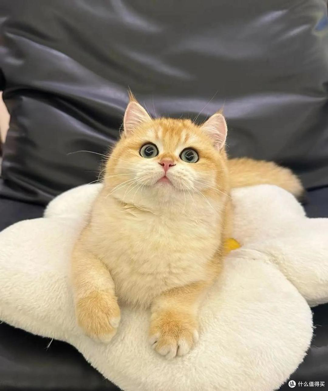 猫狗关节养护吃什么好?2026年7月宠物软骨素推荐