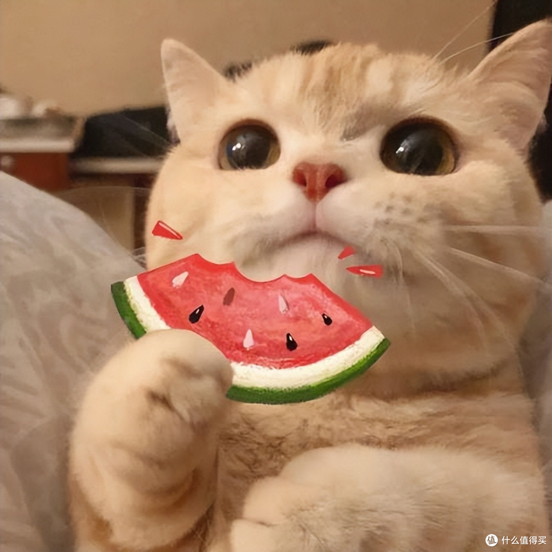 猫狗关节养护吃什么好?2026年7月宠物软骨素推荐