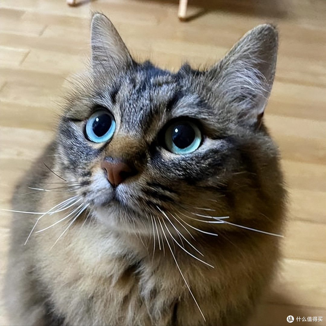 猫狗关节养护吃什么好?2026年7月宠物软骨素推荐