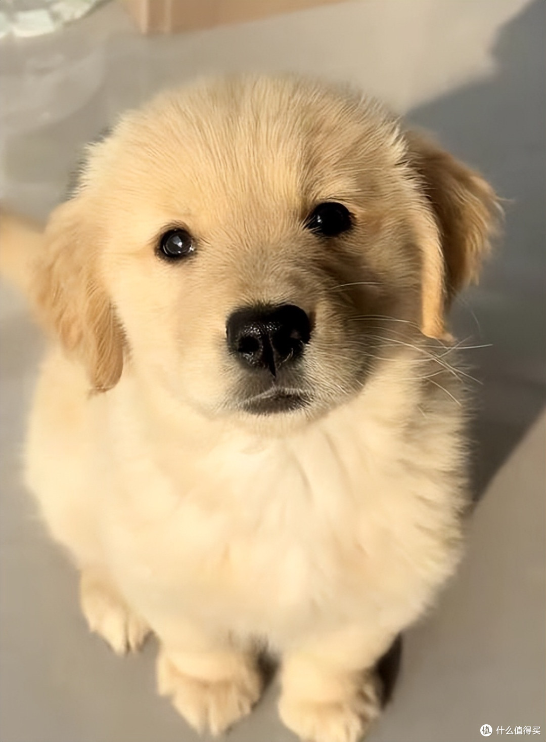 猫狗关节养护吃什么好?2026年7月宠物软骨素推荐