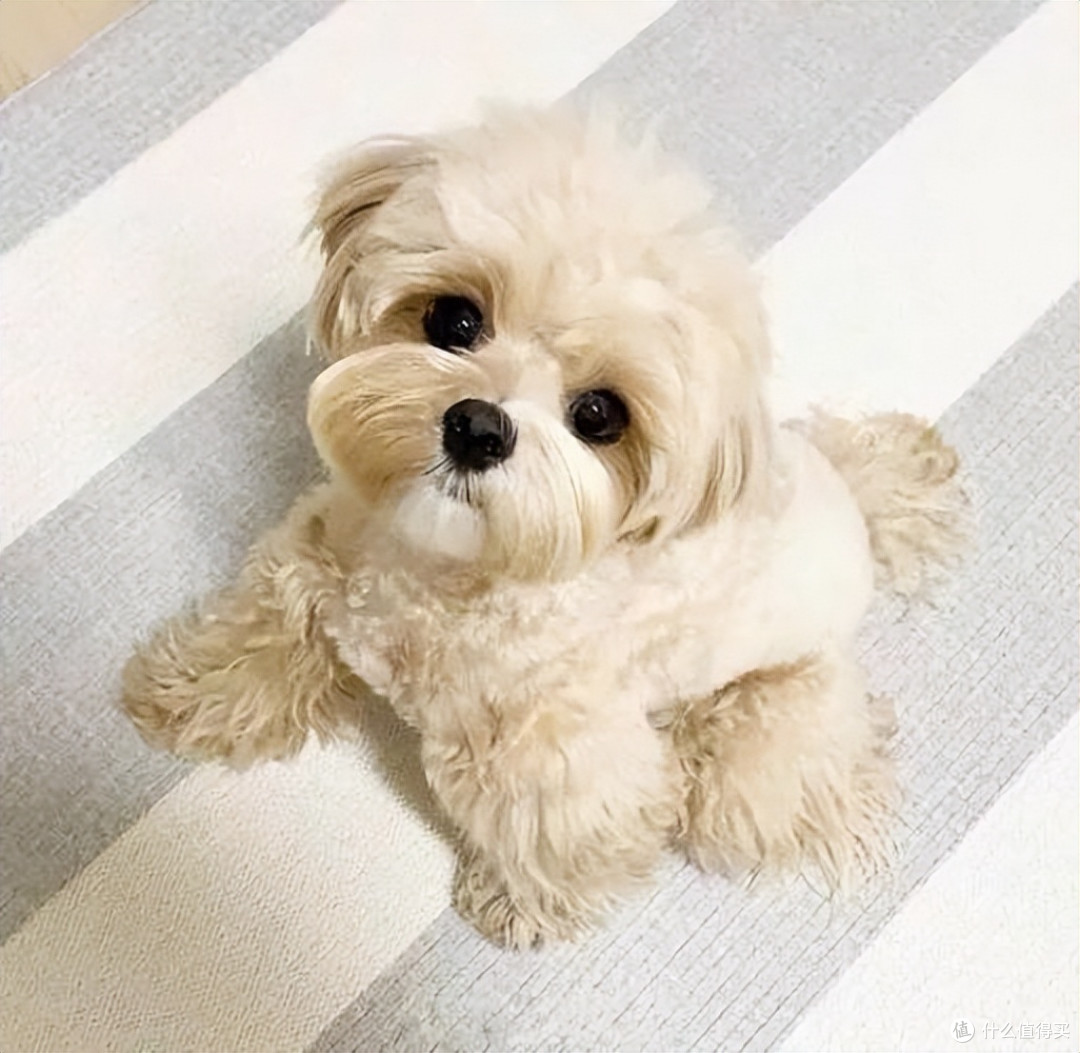 泰迪吃什么牌子狗粮好？2026年7月专属美毛淡泪痕狗粮推荐