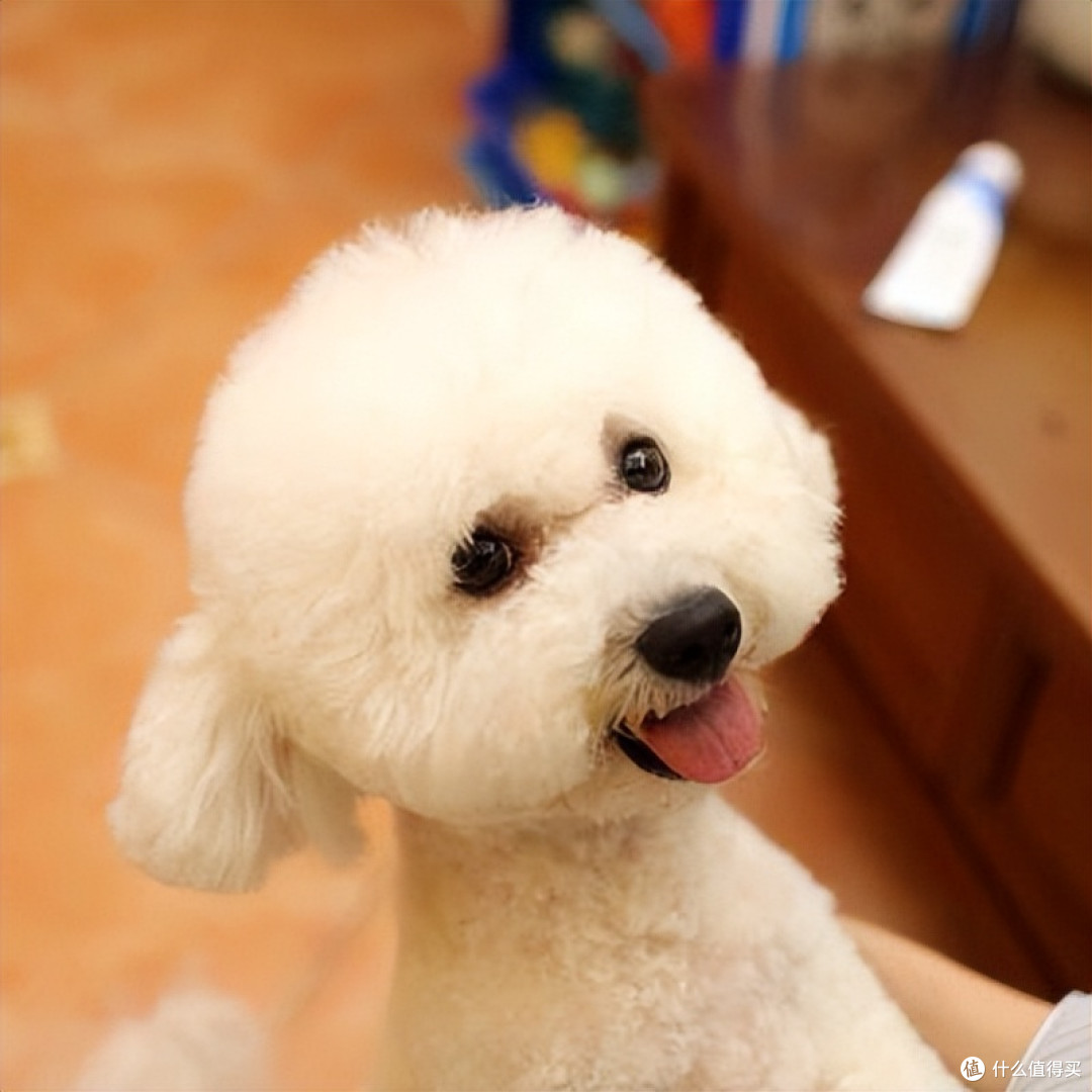 泰迪吃什么牌子狗粮好？2026年7月专属美毛淡泪痕狗粮推荐