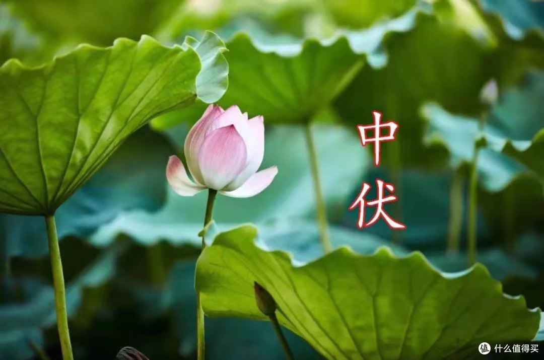 老话:中伏三地不去,家人平安顺利,进入中伏天,哪三地不能去?