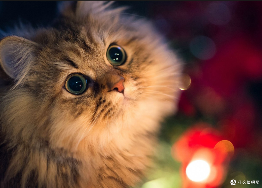 猫咪黑下巴和猫粮有关系吗？成因、护理与就医判断
