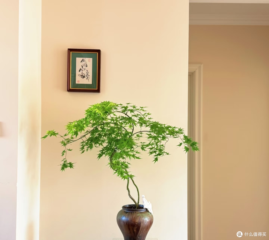 什么植物适合养在玄关?选这5种,不仅雅致还高档大气寓意好