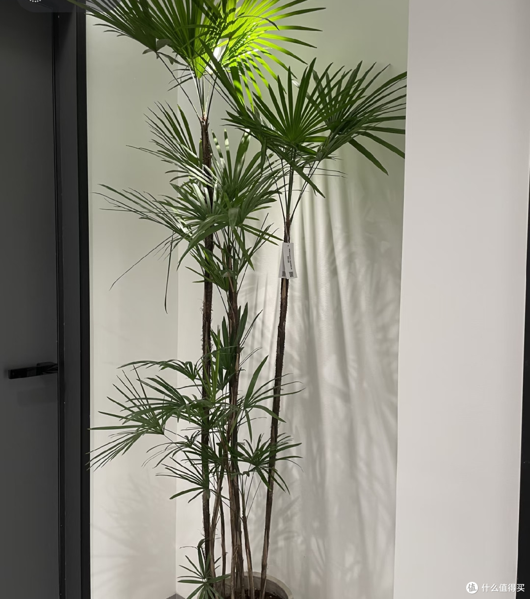 什么植物适合养在玄关?选这5种,不仅雅致还高档大气寓意好