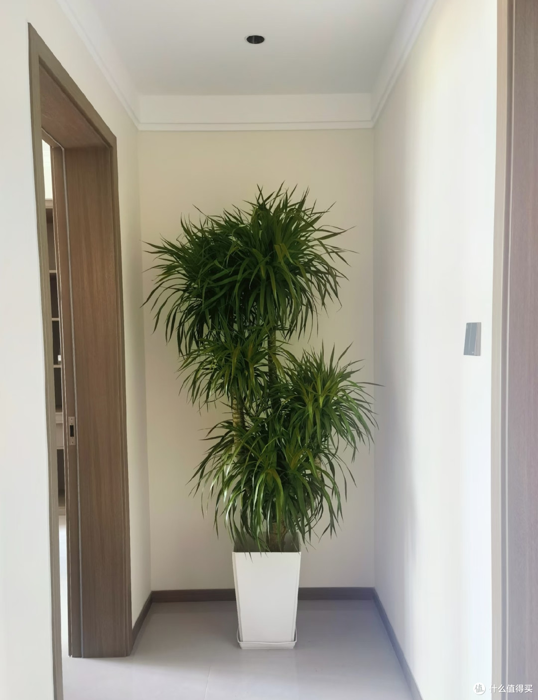 什么植物适合养在玄关?选这5种,不仅雅致还高档大气寓意好
