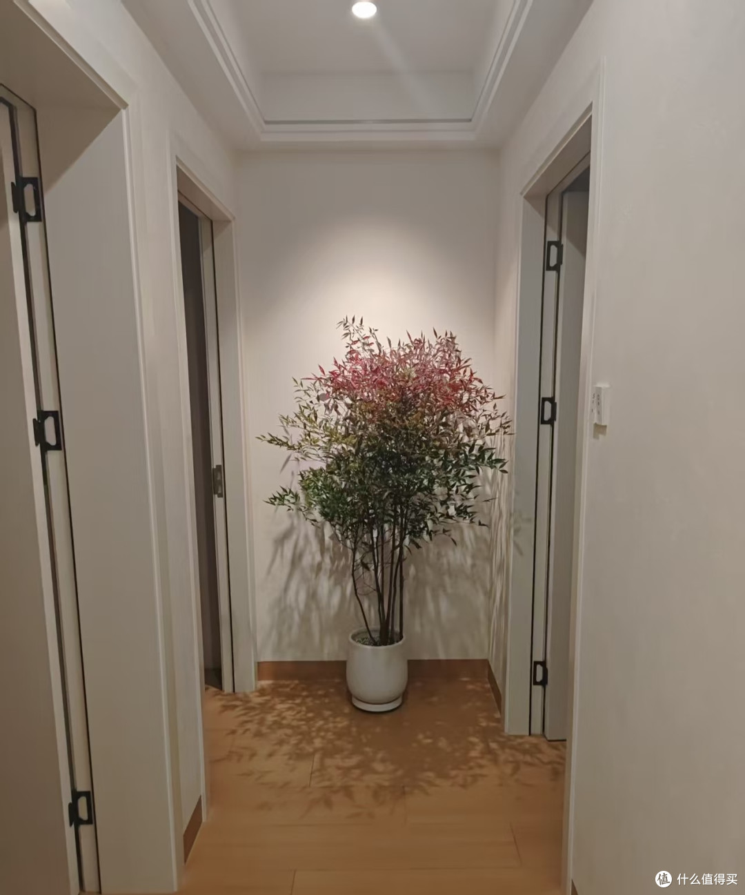 什么植物适合养在玄关?选这5种,不仅雅致还高档大气寓意好