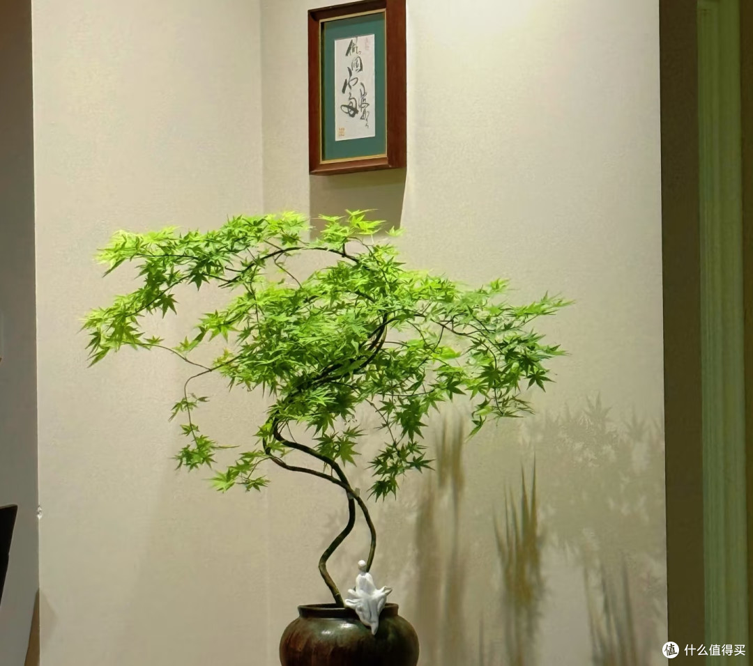 什么植物适合养在玄关?选这5种,不仅雅致还高档大气寓意好