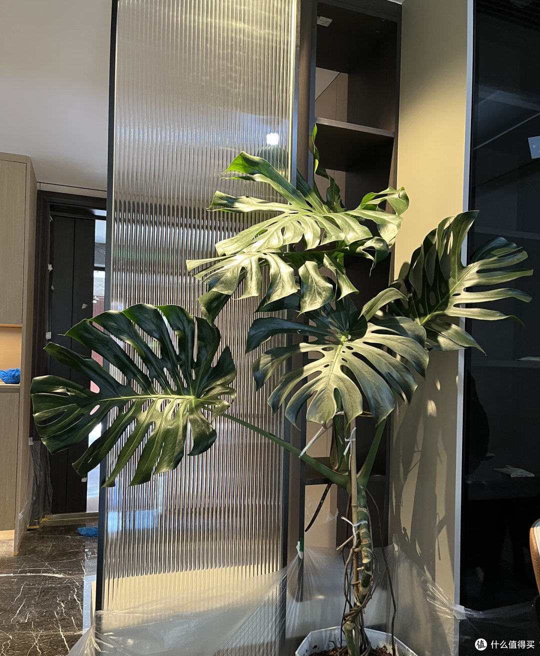 什么植物适合养在玄关?选这5种,不仅雅致还高档大气寓意好