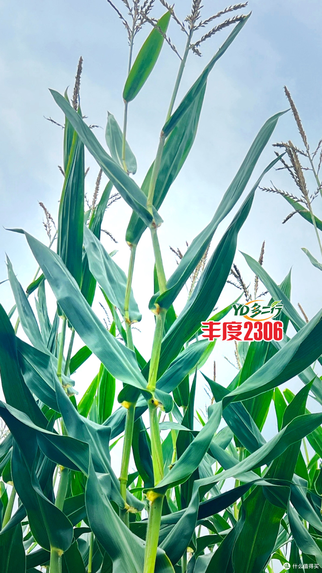 文章插图