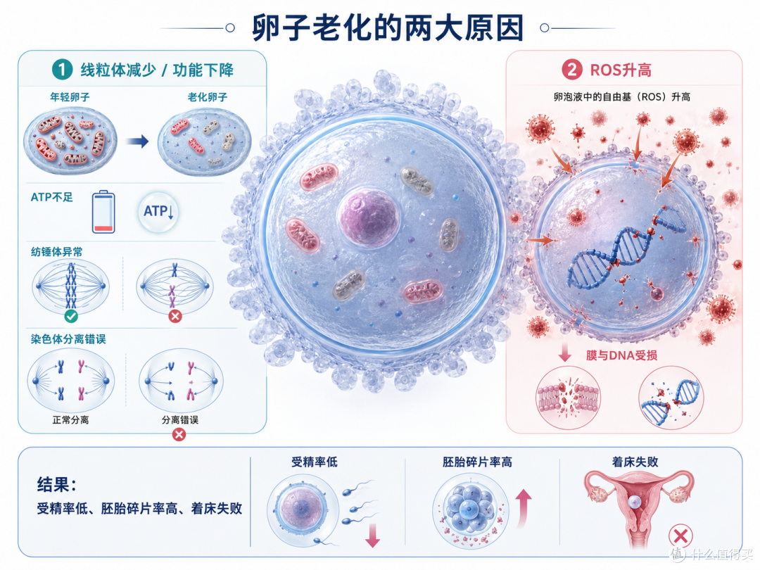 备孕吃辅酶Q10有用吗?欧聪维辅酶Q10改善卵子质量的3个关键机制