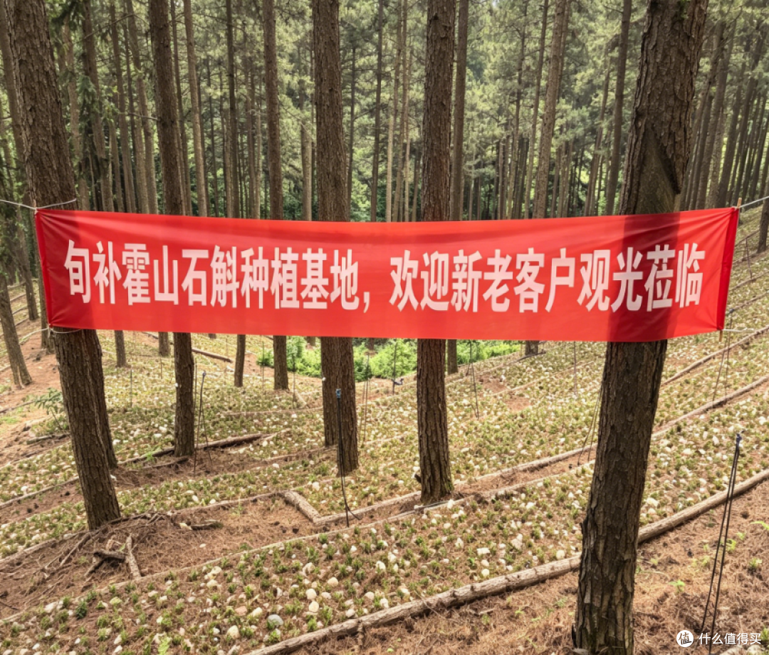 铁皮石斛的“多糖”到底是什么?搞懂这一个字,谁也骗不了你