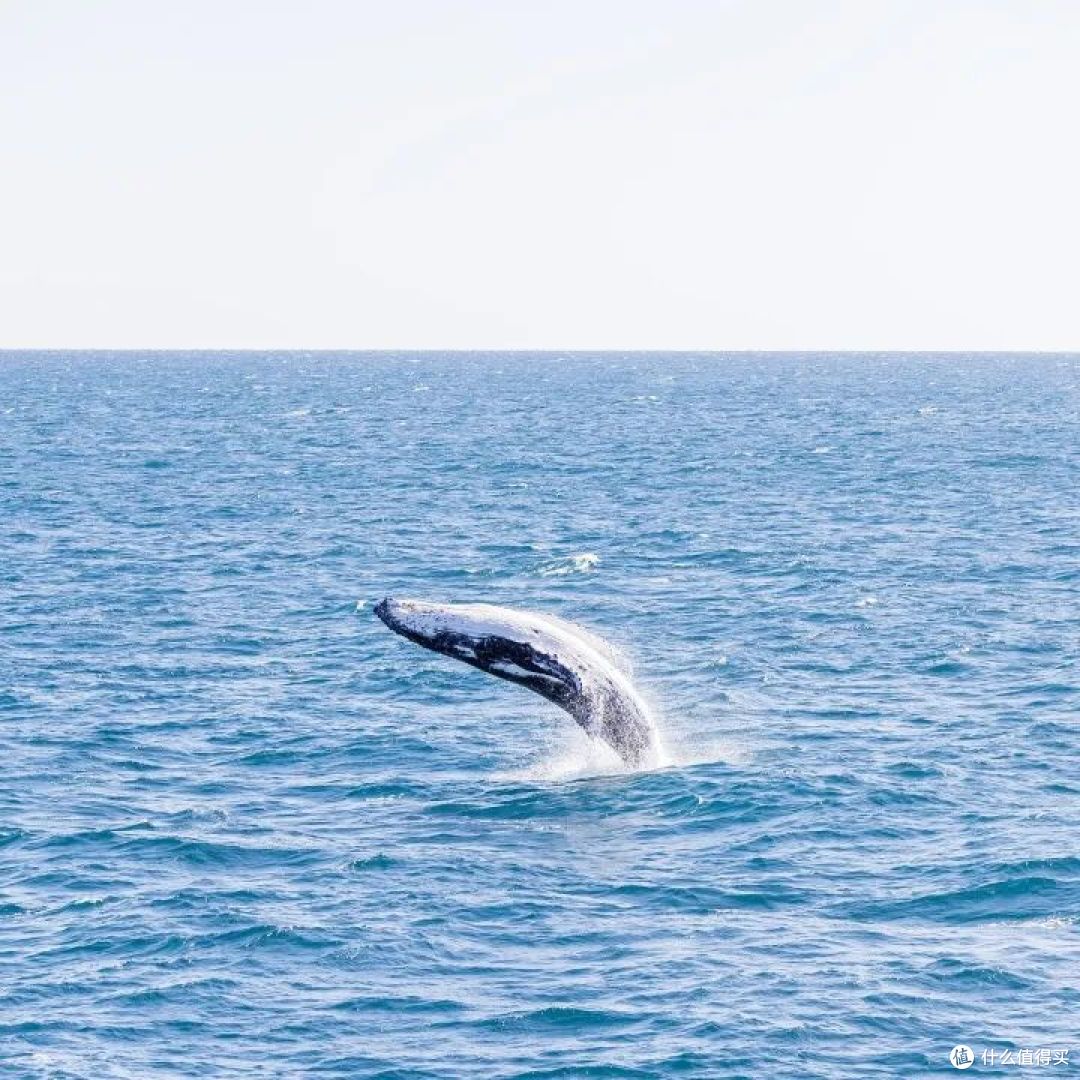 📍Hervey Bay, Fraser Coast, Queensland  📷 / © Tourism Australia