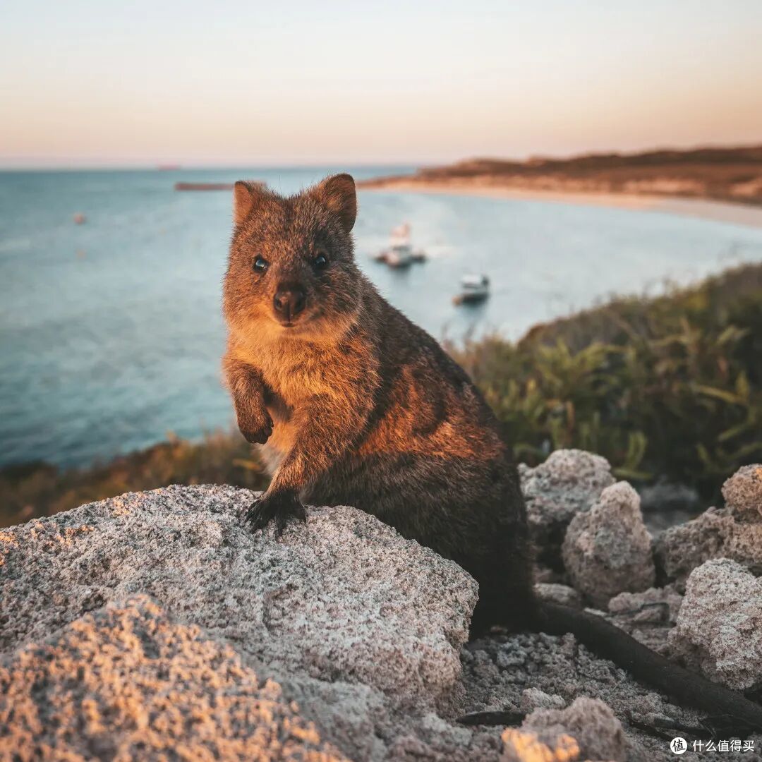 📍Rottnest Island, Western Australia  📷 / © Tourism Western Australia