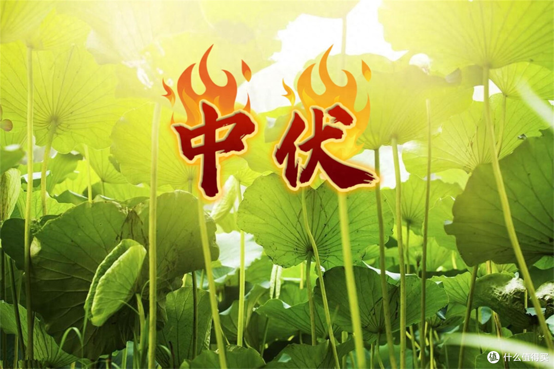 中伏20天,要懂得忌嘴,多吃3根,少食2味,为入秋打好基础