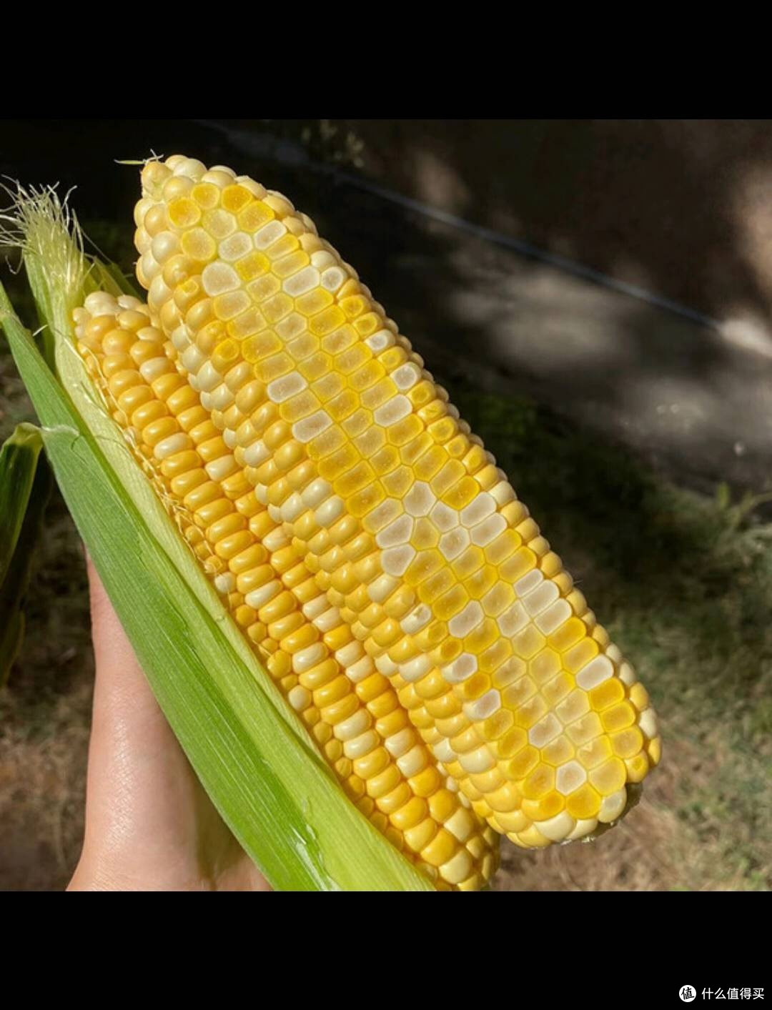 云南水果玉米低脂饱腹