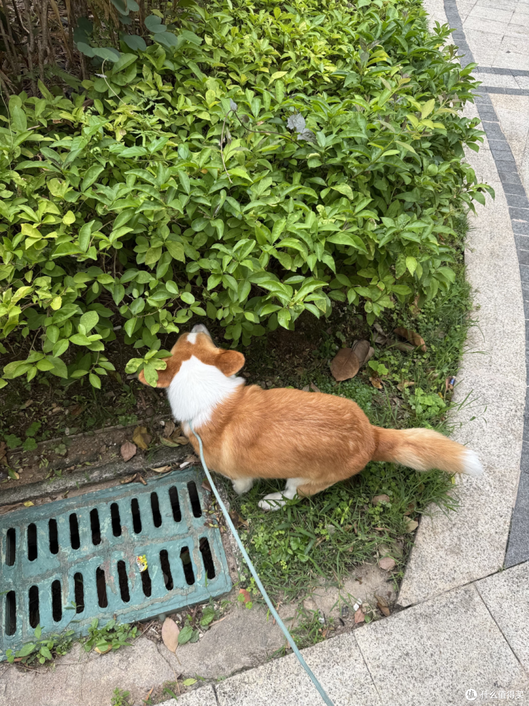 配图