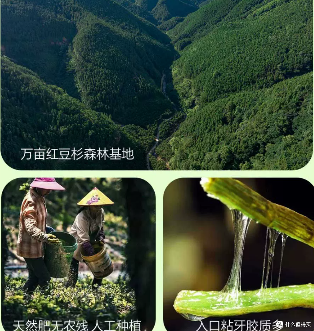 三伏天吹空调总口干发燥？实测源头石斛粉，告别内里干涩