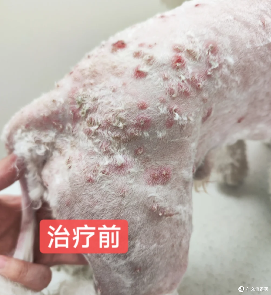 狗狗皮肤病反复花了5000+，最后发现缺的不是药，是这一步
