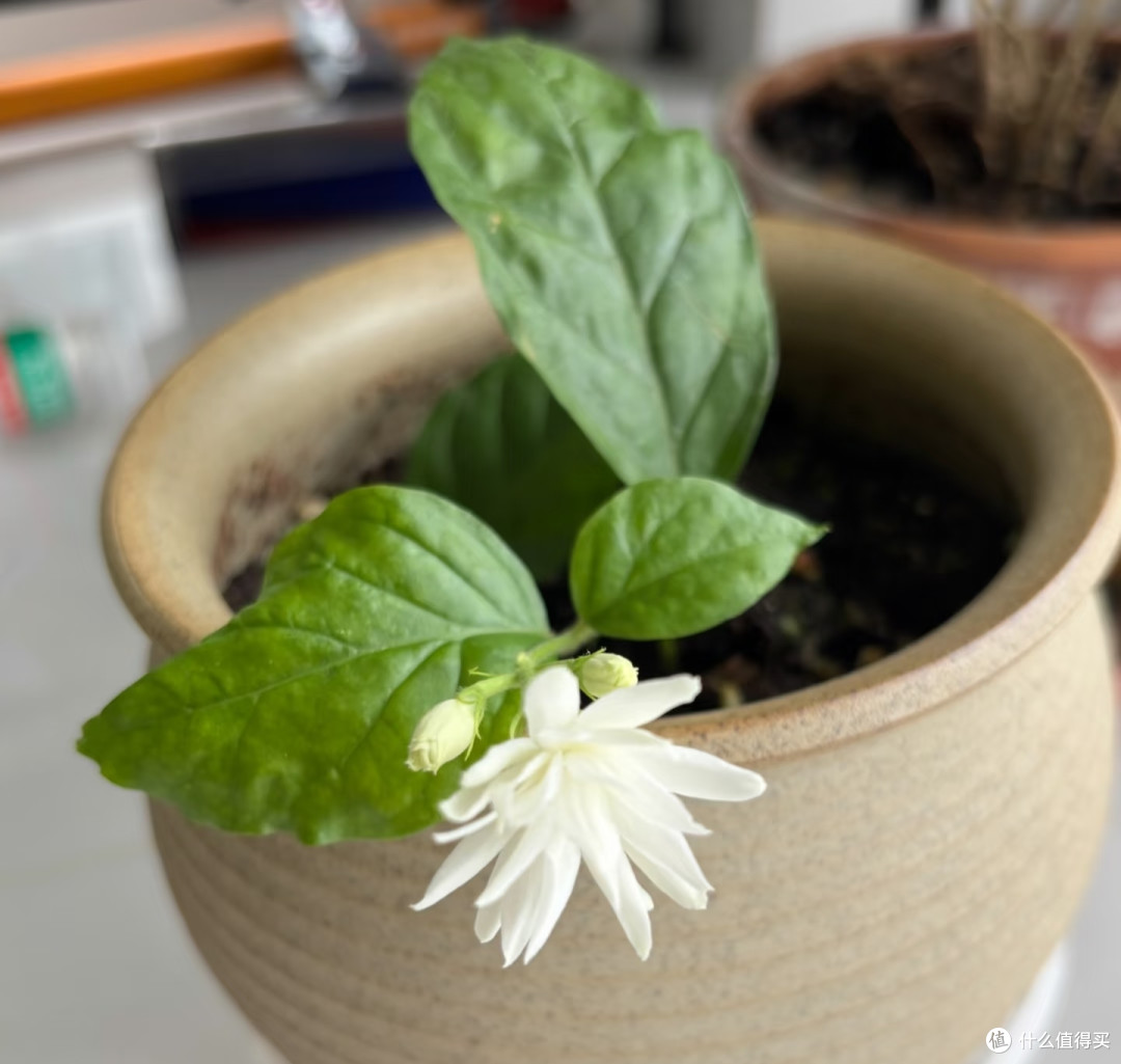 6种花,三伏天“扦插”正当时,掐个枝扔土里就活,长得真快