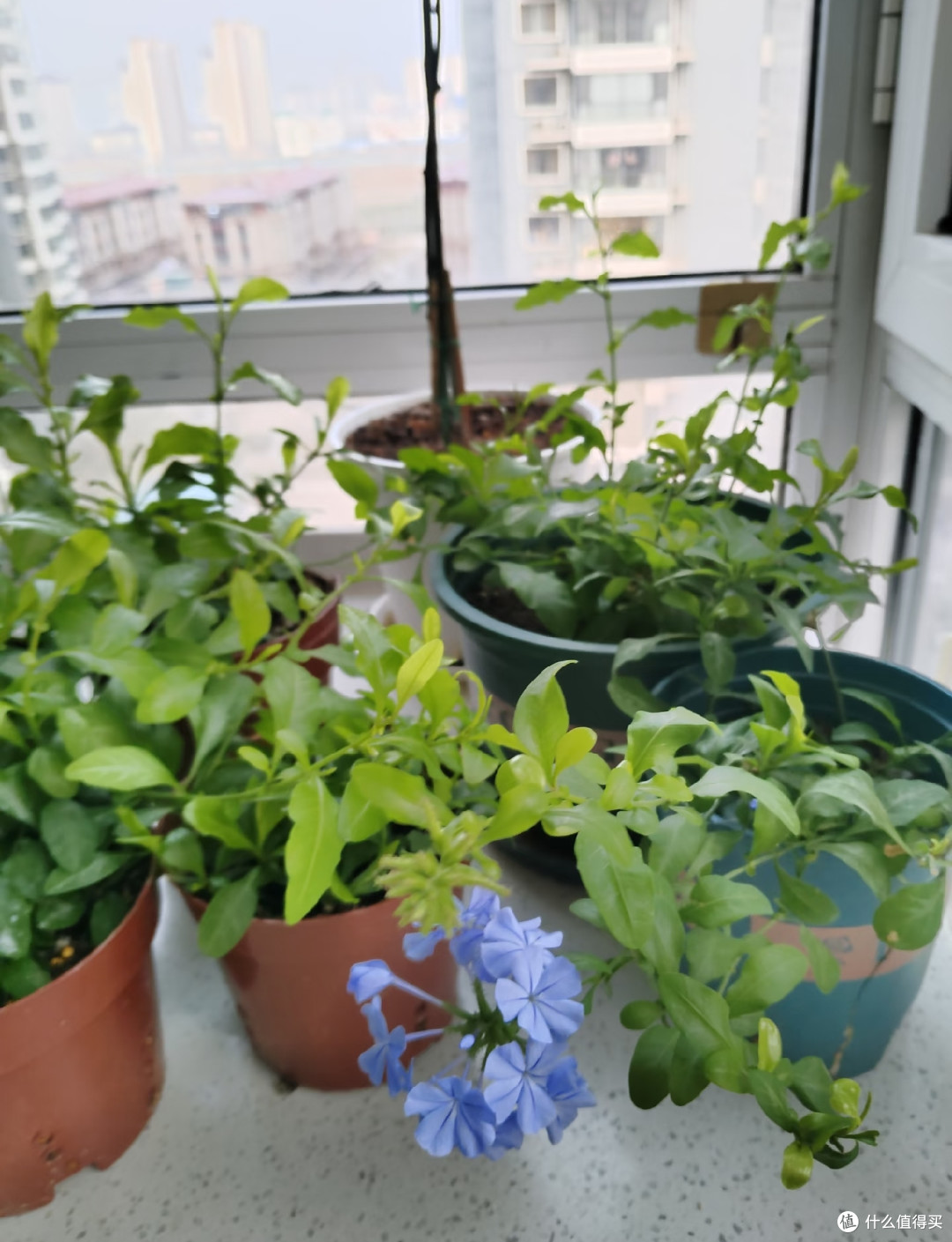 6种花,三伏天“扦插”正当时,掐个枝扔土里就活,长得真快