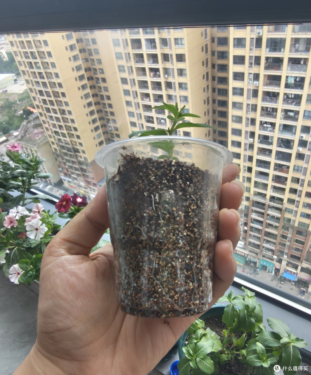 6种花,三伏天“扦插”正当时,掐个枝扔土里就活,长得真快