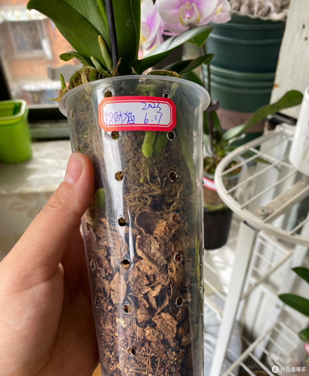 花生身上3样“废料”别丢!养蝴蝶兰不烧根不僵苗,比买花肥好用