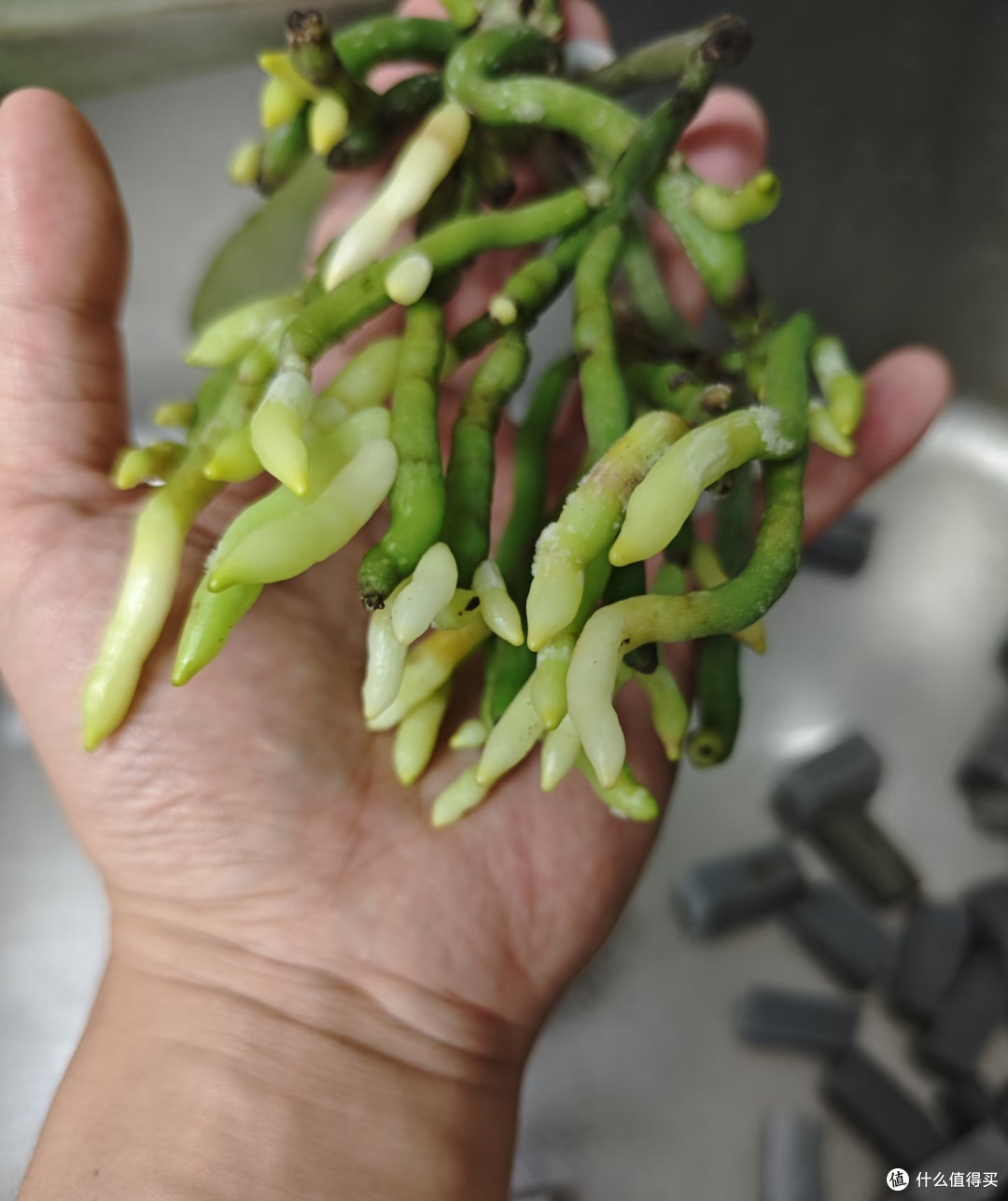 花生身上3样“废料”别丢!养蝴蝶兰不烧根不僵苗,比买花肥好用