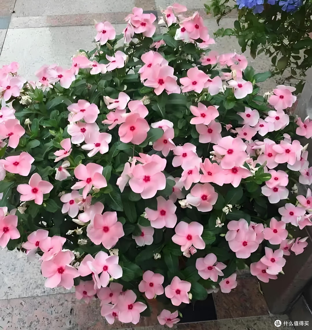 这6种“夏花王”就是要“富养”，水肥管够才能开爆到满盆
