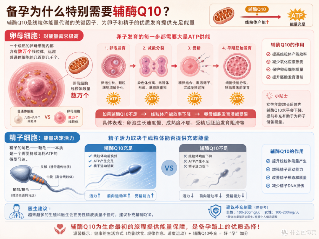 备孕为什么要补充辅酶Q10?高仕星辅酶Q10含量与作用机制