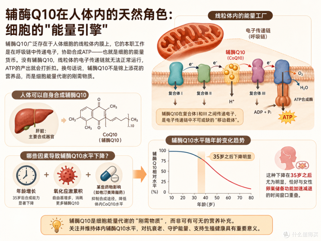 备孕为什么要补充辅酶Q10?高仕星辅酶Q10含量与作用机制