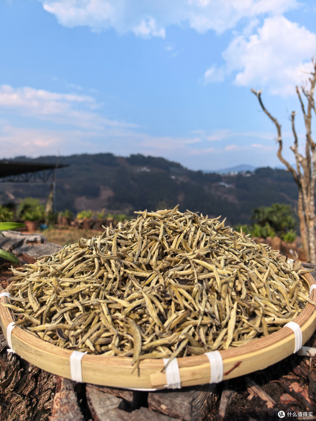 云南古树红茶品牌