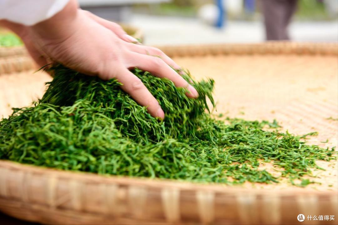 我国有多少种“绿茶”？哪种好喝？怎么选？今天全读懂，涨知识了
