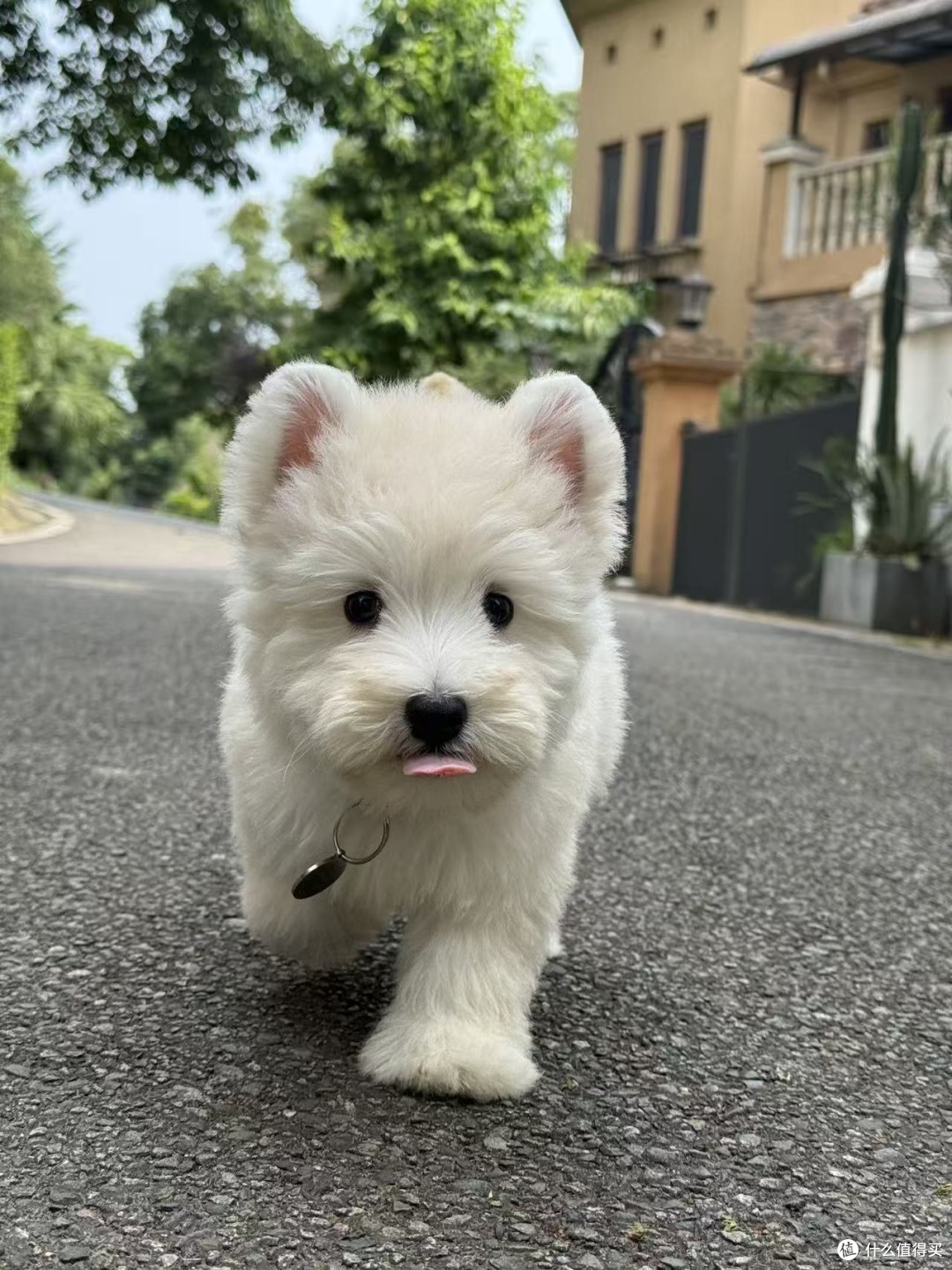 一只西高地幼犬离开犬舍前，我们到底会为它准备什么？