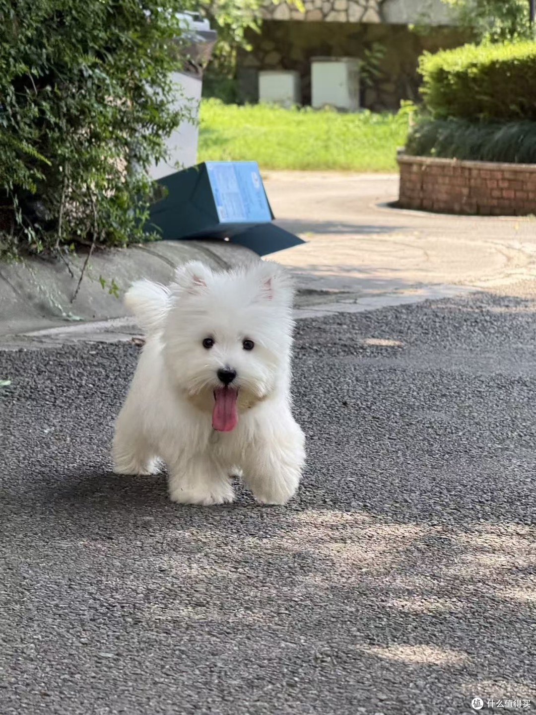 一只西高地幼犬离开犬舍前，我们到底会为它准备什么？