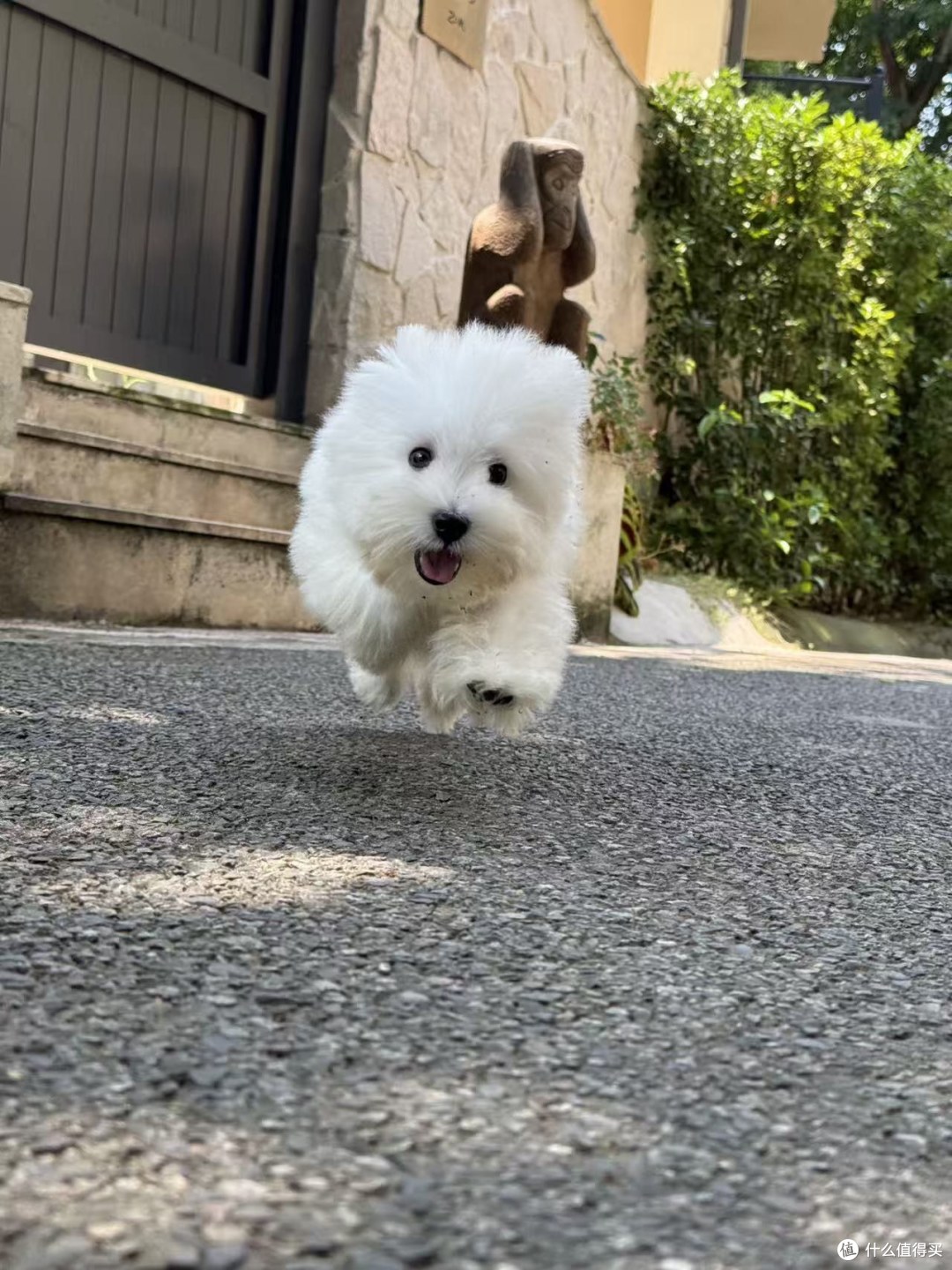 一只西高地幼犬离开犬舍前，我们到底会为它准备什么？