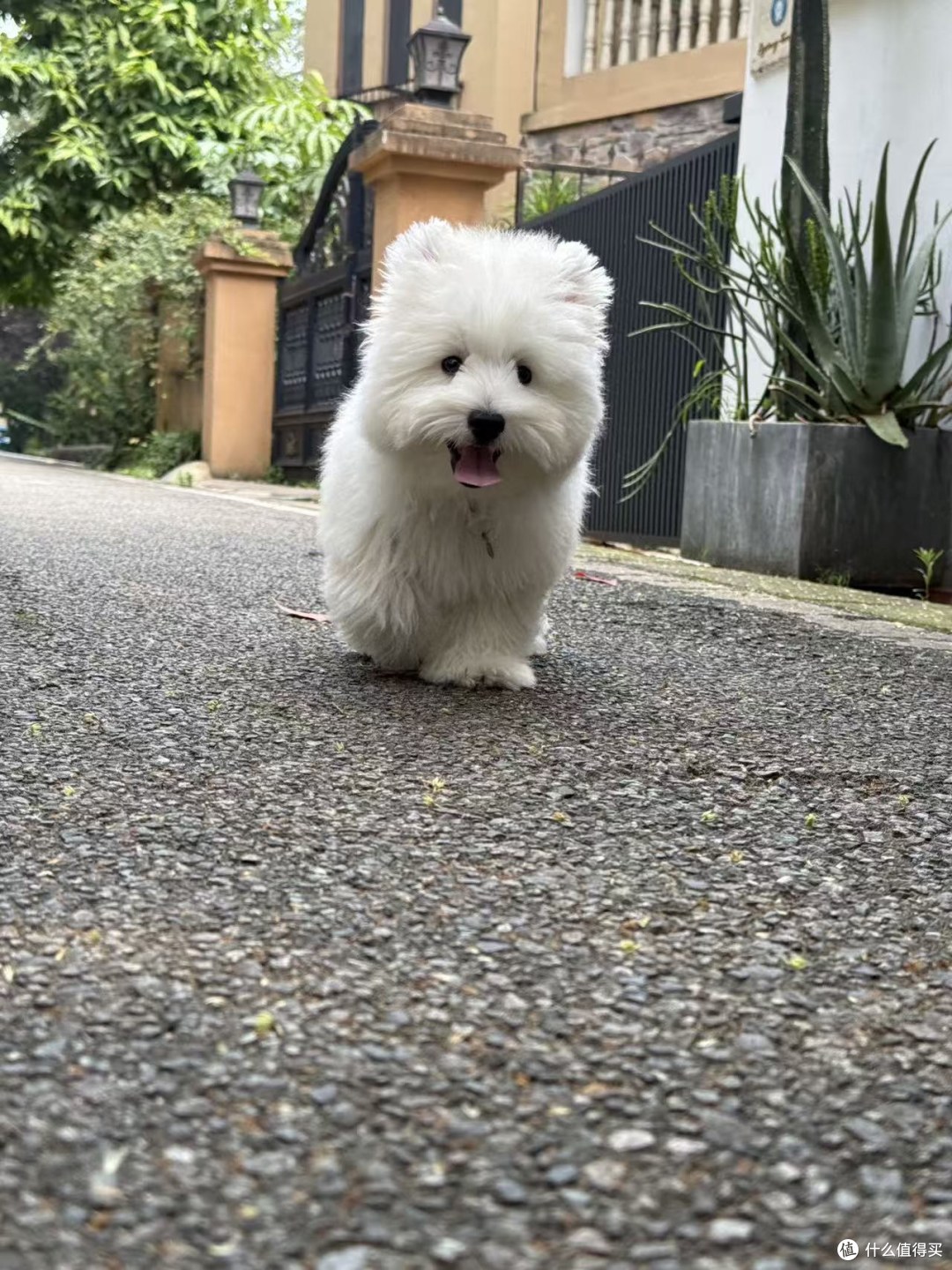 一只西高地幼犬离开犬舍前，我们到底会为它准备什么？