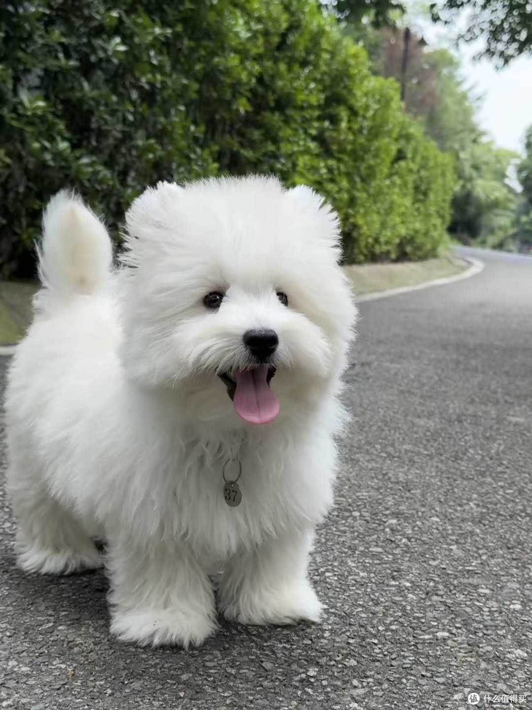 一只西高地幼犬离开犬舍前，我们到底会为它准备什么？