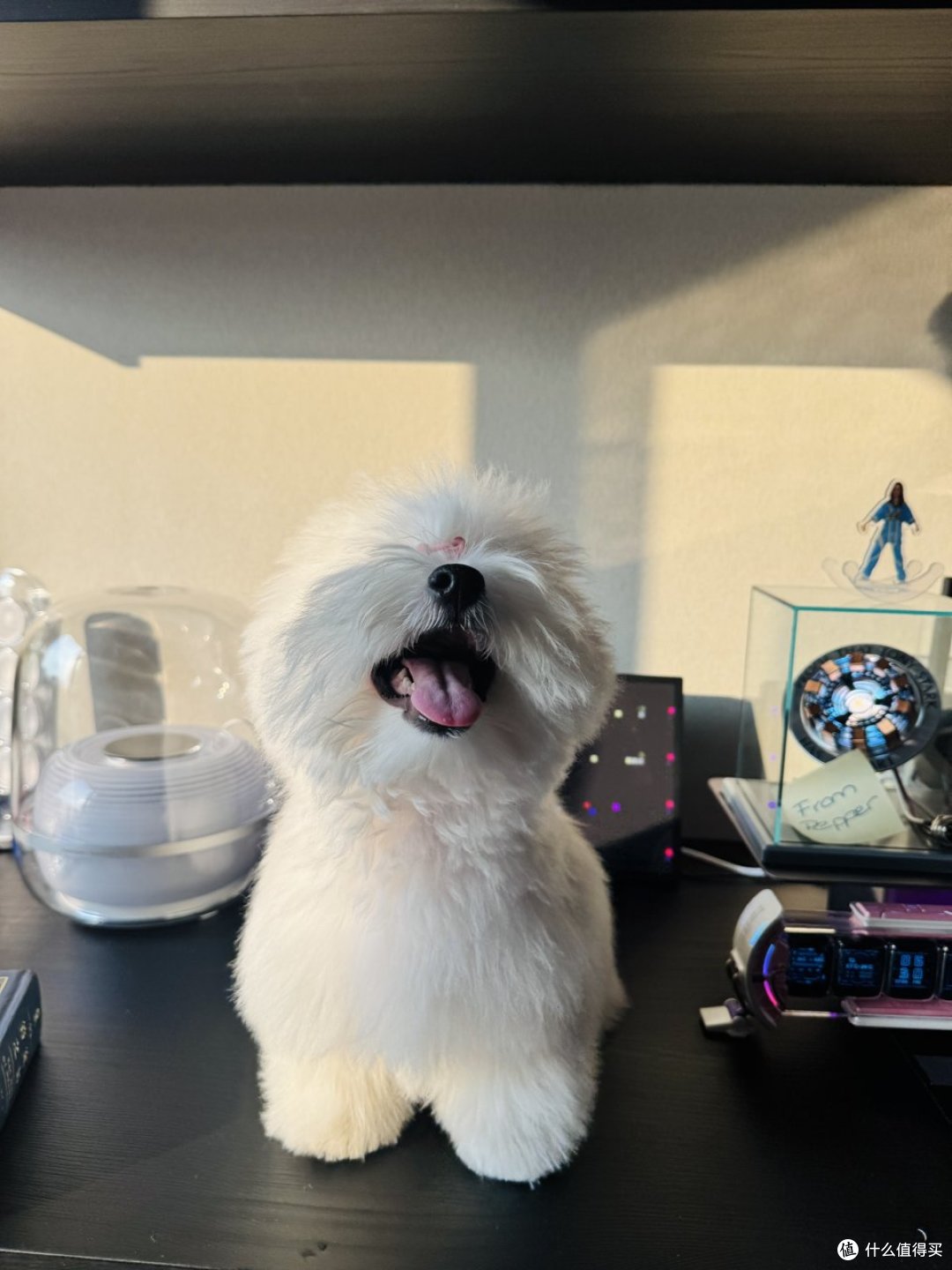 一只西高地幼犬离开犬舍前，我们到底会为它准备什么？