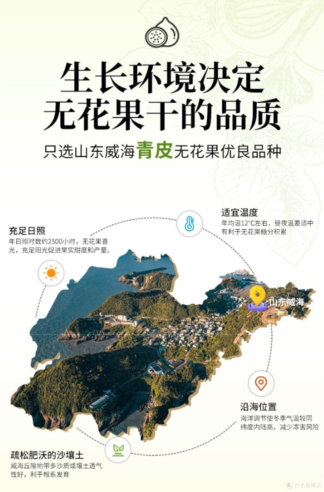 提到乳山,别只想到生蚝:这里还有一种甜蜜果实——青皮无花果