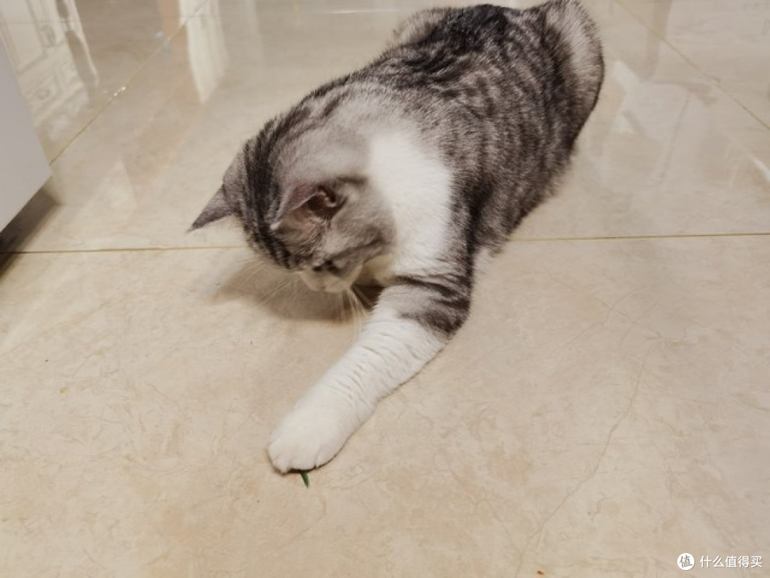 猫砂盆雨季像个“生化武器”—夏普D20除湿机帮我解决了三年顽疾
