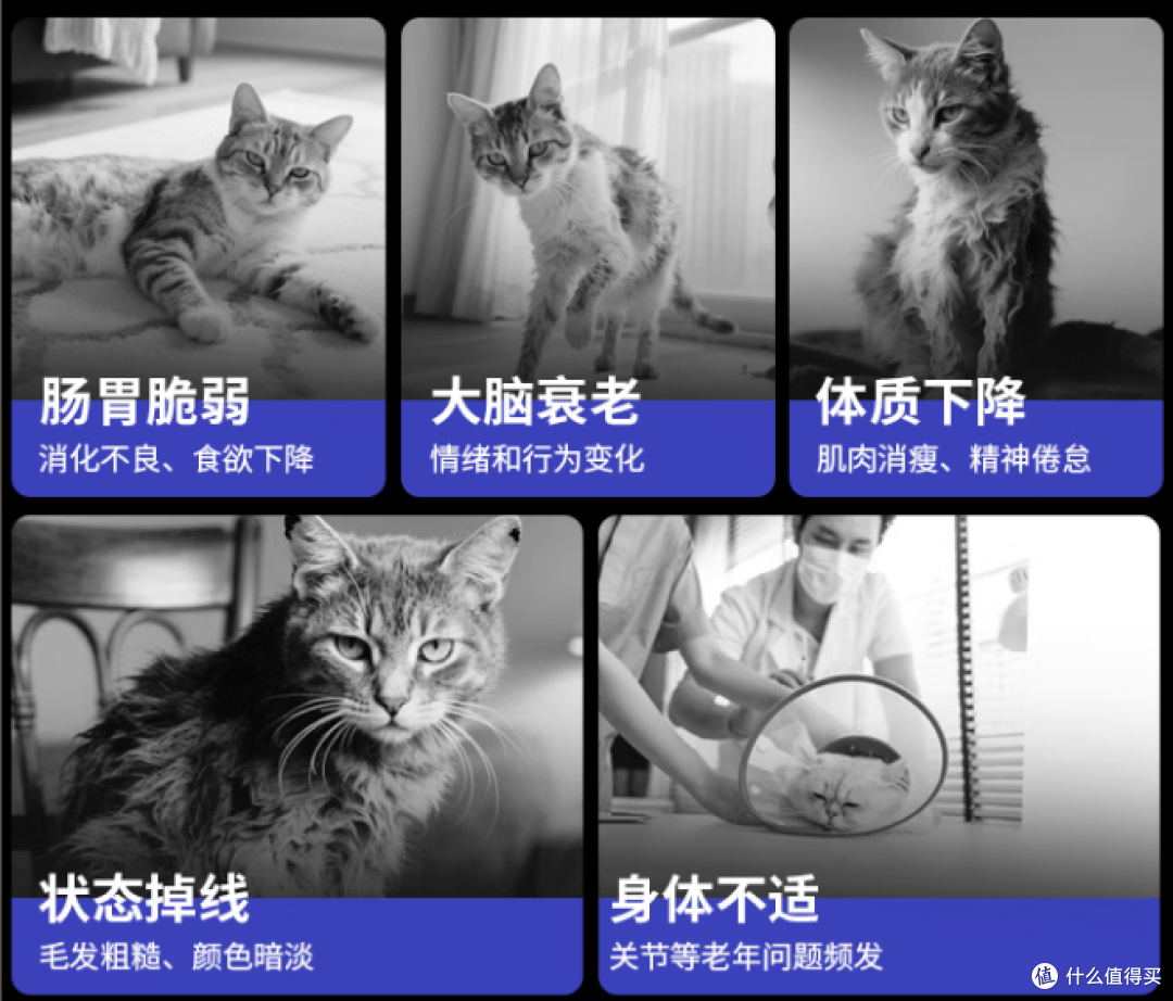 为什么国产老年猫粮这么少？老猫低蛋白低磷喂养真相＋选购攻略