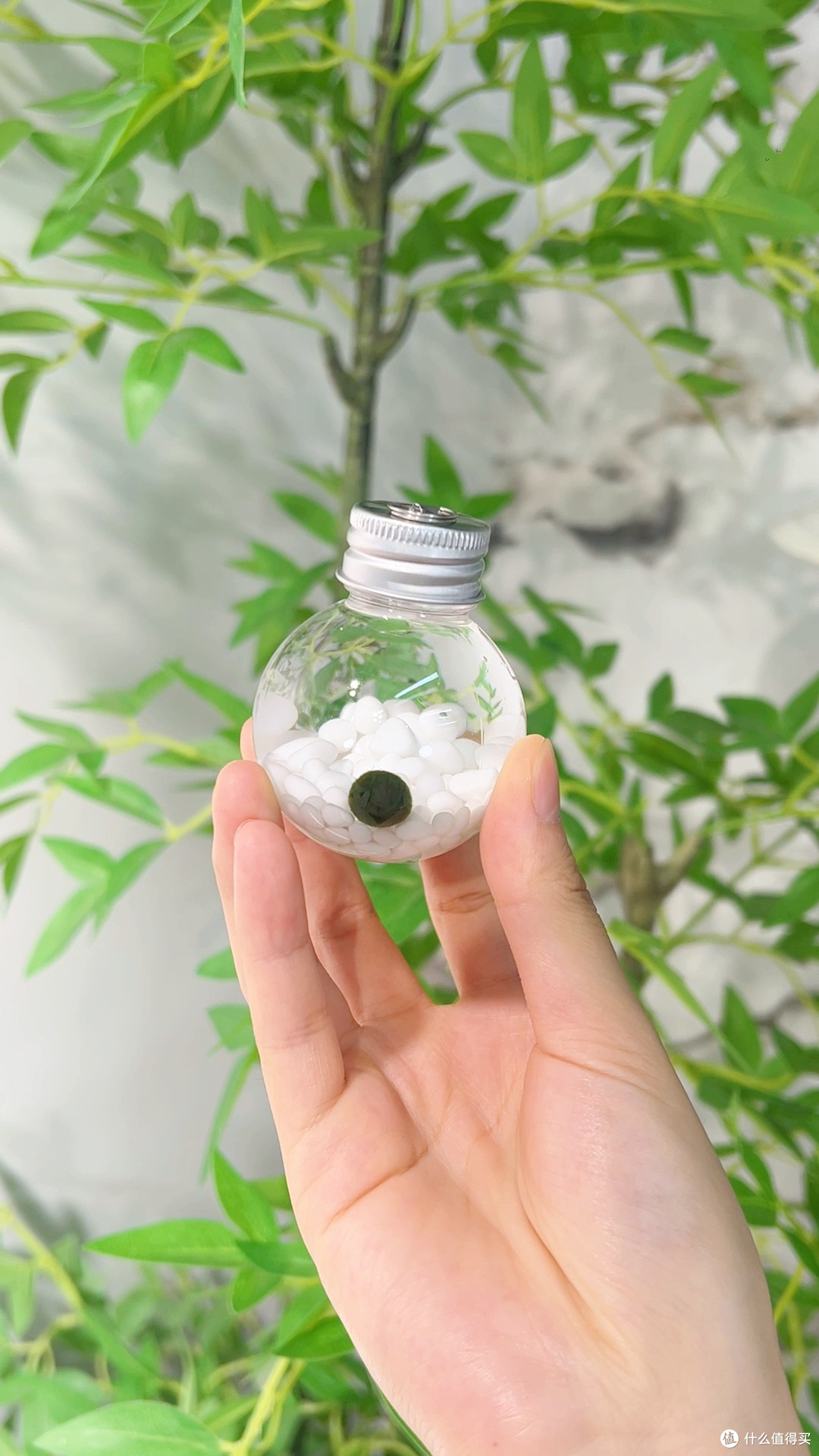 桌面解压神器！这颗绿球球让我告别焦虑