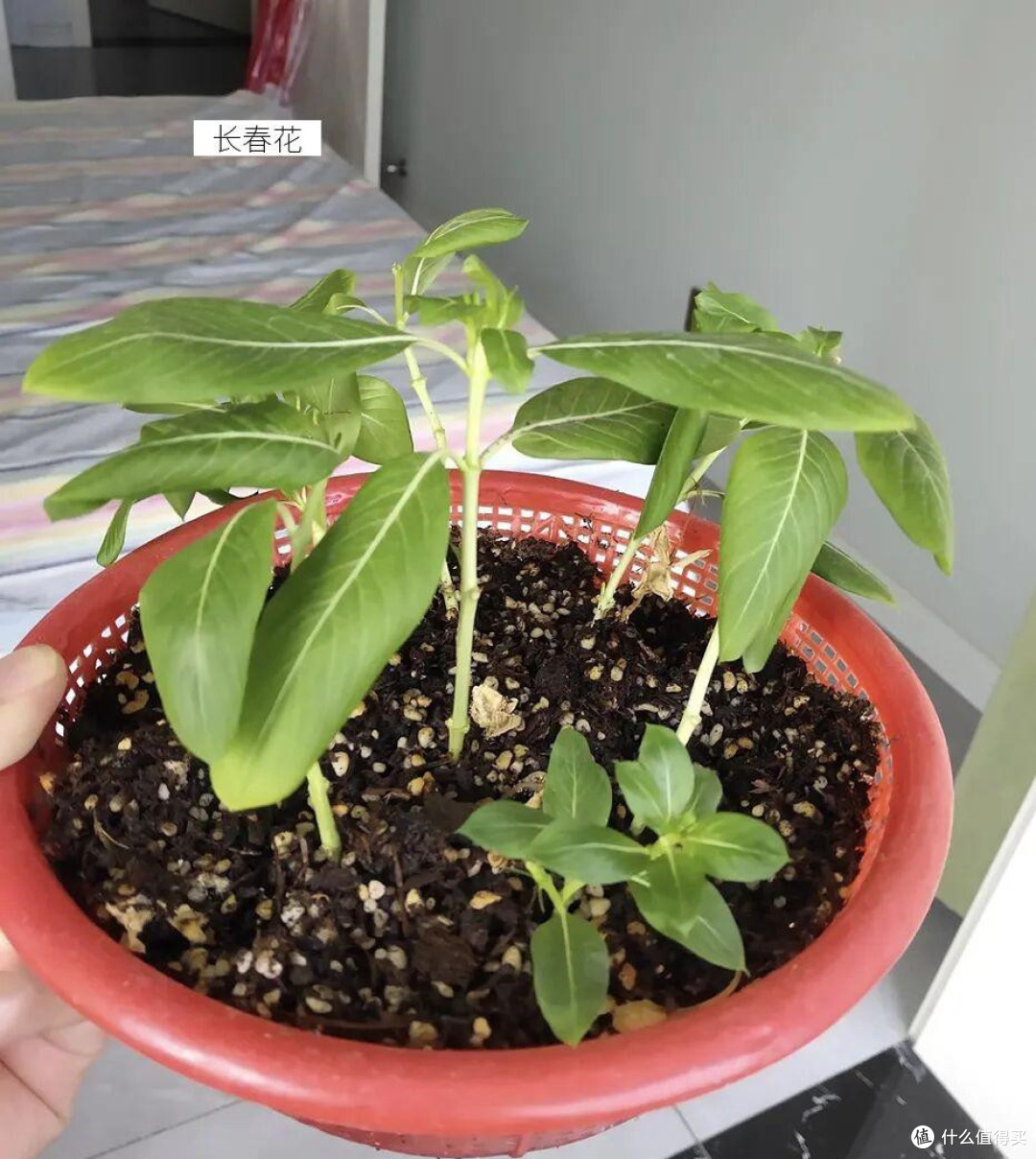 草莓吃完的塑料篮别扔了！换个方式后，秒变实用轻便的收纳工具！