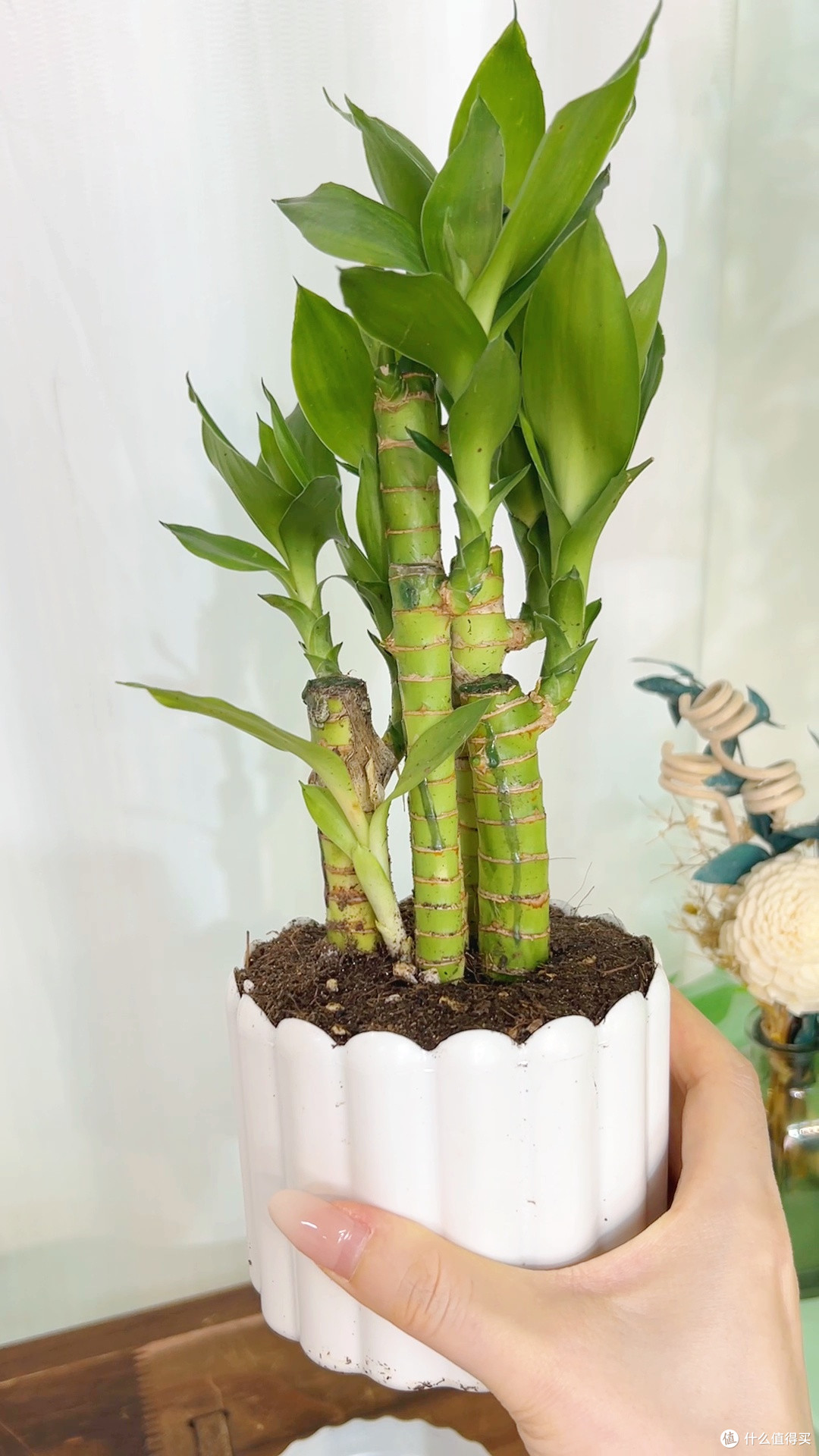 新手养植零门槛！这文昌竹让我告别植物杀手