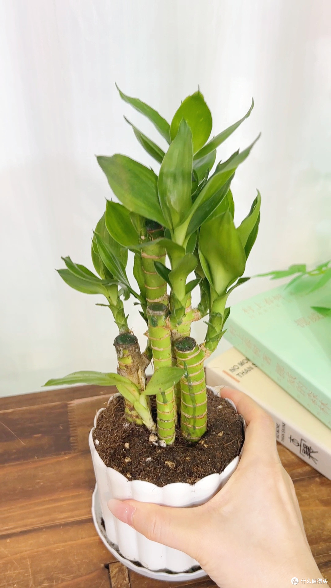 新手养植零门槛！这文昌竹让我告别植物杀手